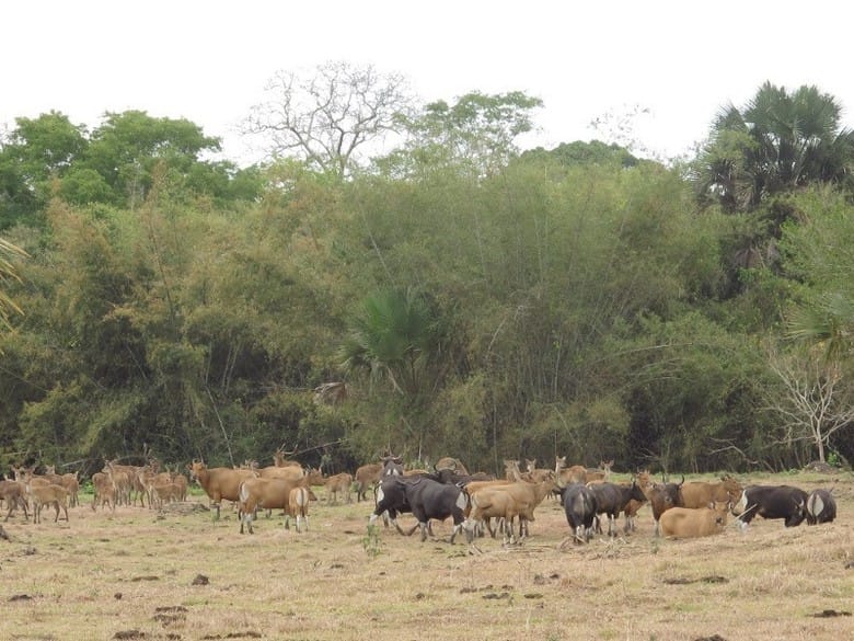 Savana di Indonesia yang Memanjakan Mata